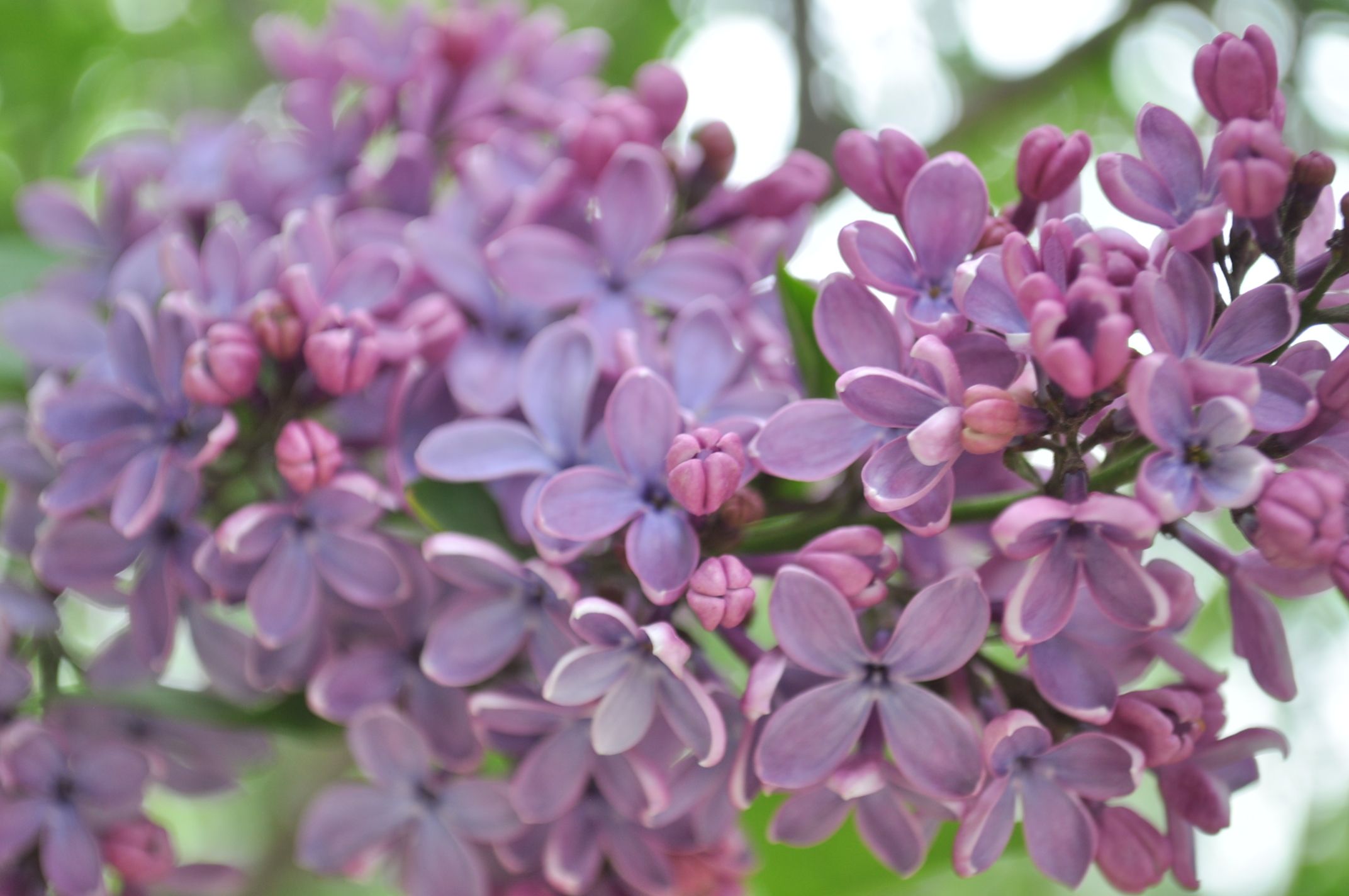 Lombard Lilac Festival Parade Since 1929